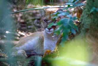 Click to hear Panther Yowl!