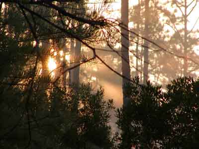 Early Morning Big Cypress Fog Colors