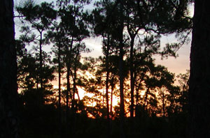 Sunrise in the Big Cypress Swamp
