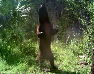 Big Florida Black Swamp Bear
