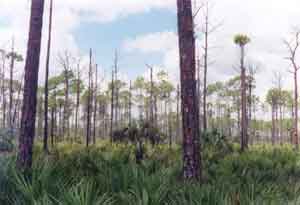 Click on For Bigger Picture