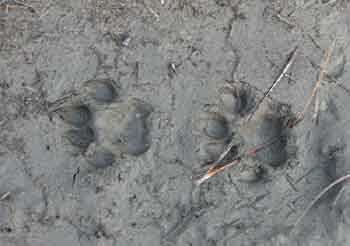 Panther Prints - probably young female